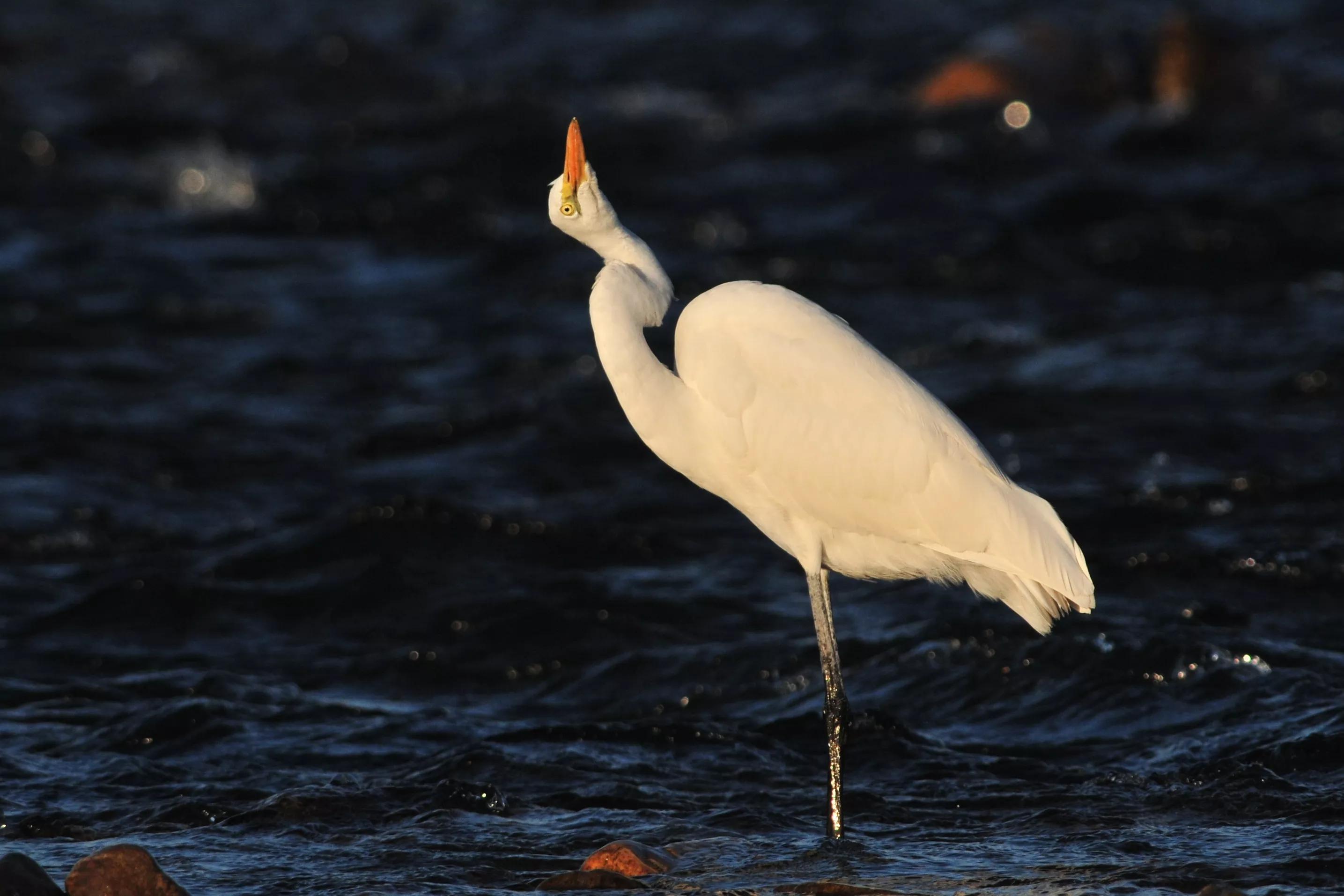 镜头装增距镜光圈会变化吗,镜头加增距镜后虚化效果会变好吗