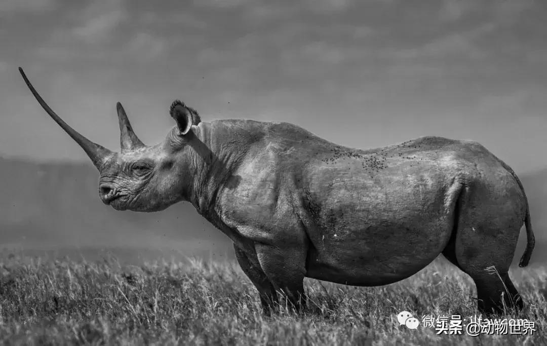 食草动物中的“斗士”-黑犀