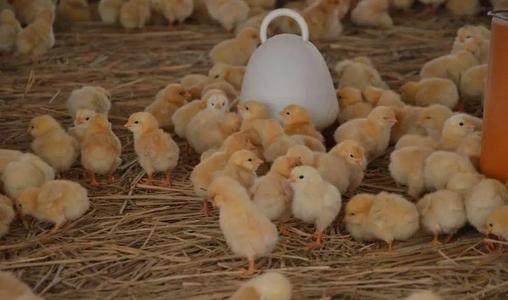 投资少见效快的养殖项目,投资小见效快的养殖好项目赚钱