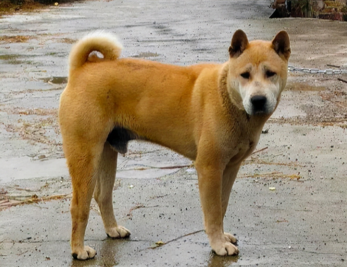 老祖宗直言：有这几个特征的狗，才是旺财旺家的狗