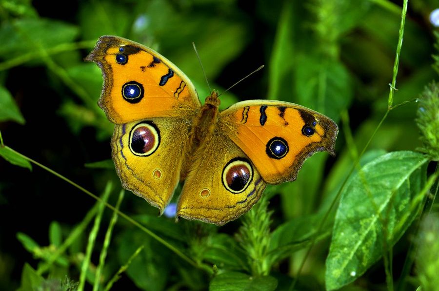 世界上的各种蝴蝶,为什么世界上有五彩斑斓的蝴蝶