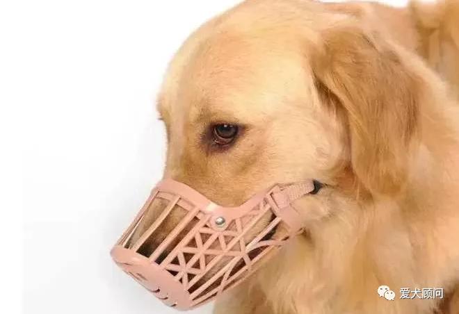 狗狗扰民被投诉怎么办？别慌！赶快学习这几种方法！