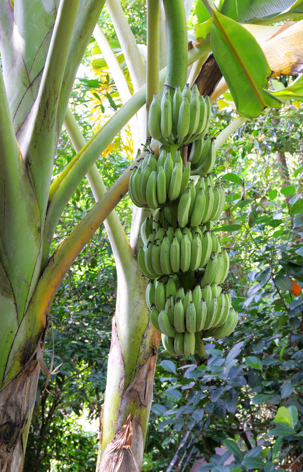 海南呀诺达热带雨林文化旅,三亚诺达雨林旅游攻略