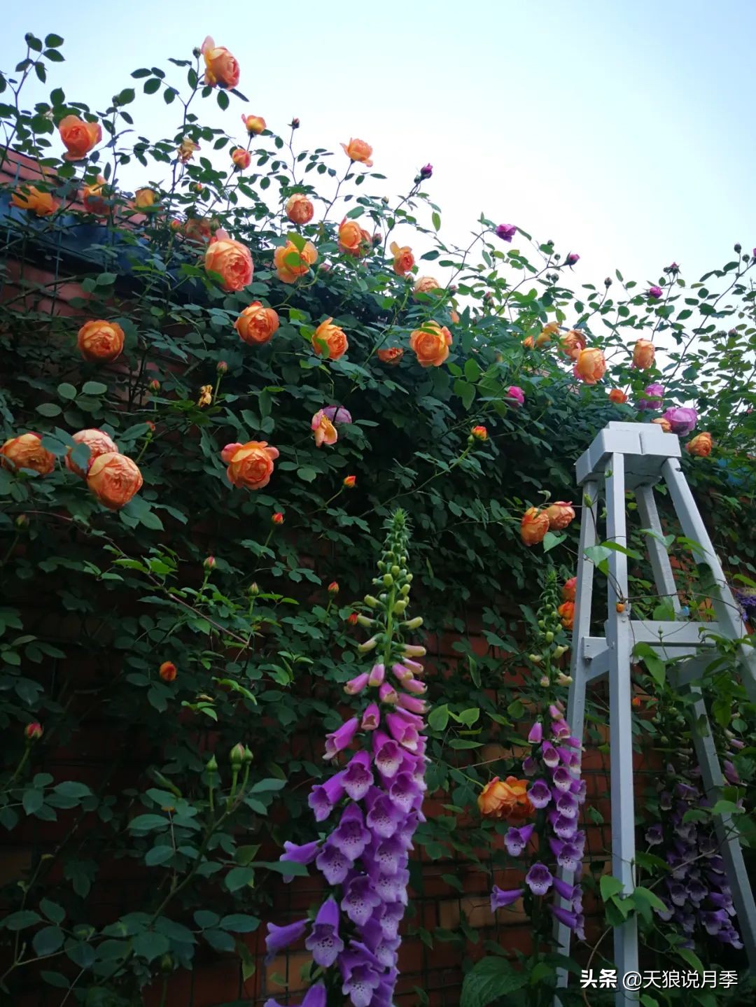 月季春季第一波花要不要剪,月季春季第一波花开后嫁接