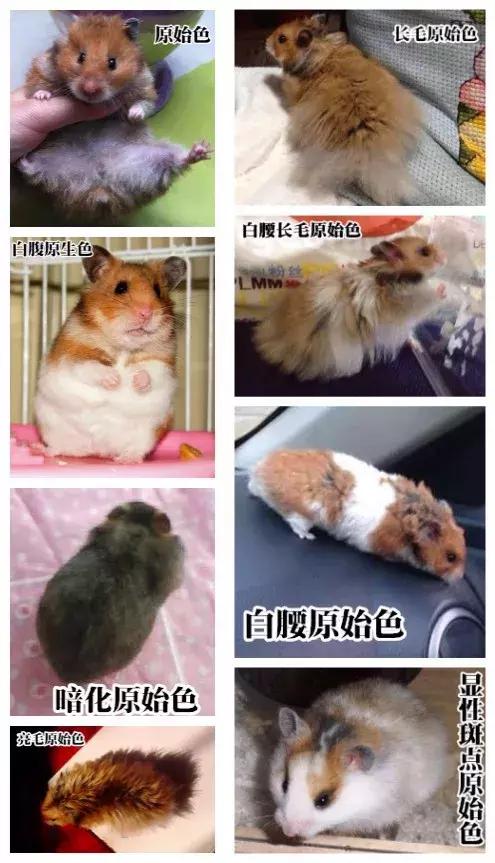 仓鼠的种类及图片大全,加卡利亚仓鼠和叙利亚仓鼠