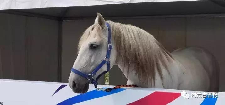 汗血宝马马术表演,汗血宝马蒙古马赛跑