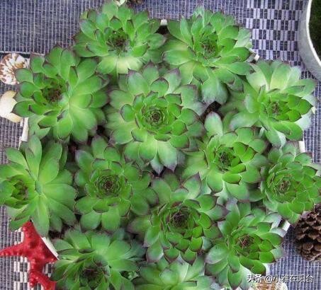 养观音的正确方法,怎么养才能让观音莲长出好多小莲