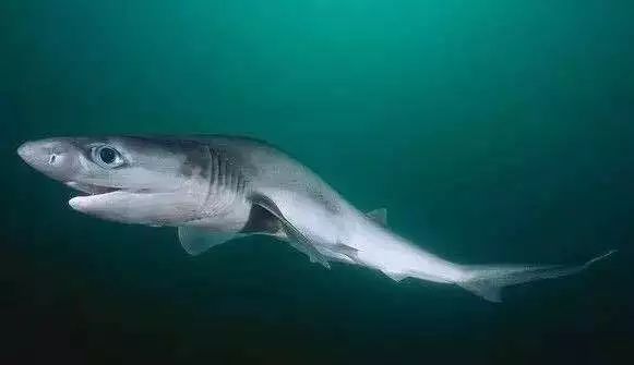 观赏鱼鲨鱼种类图片大全,鲨鱼百科知识大全幼儿