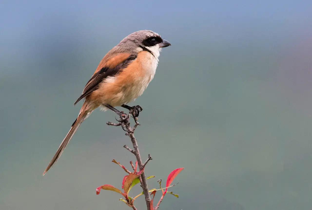 野草也有春天图片,野草的散文