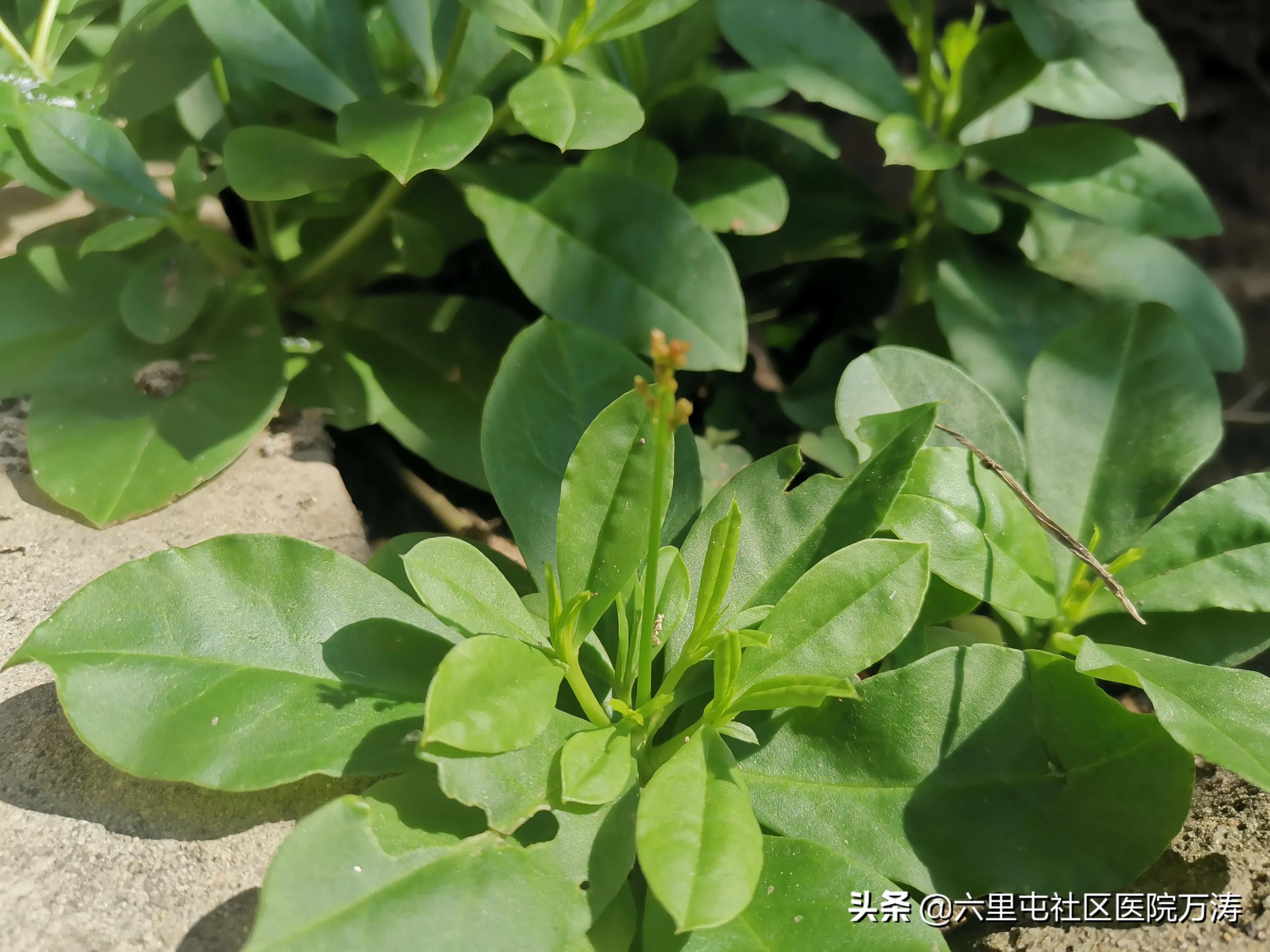 中药材假人参,中药红人参