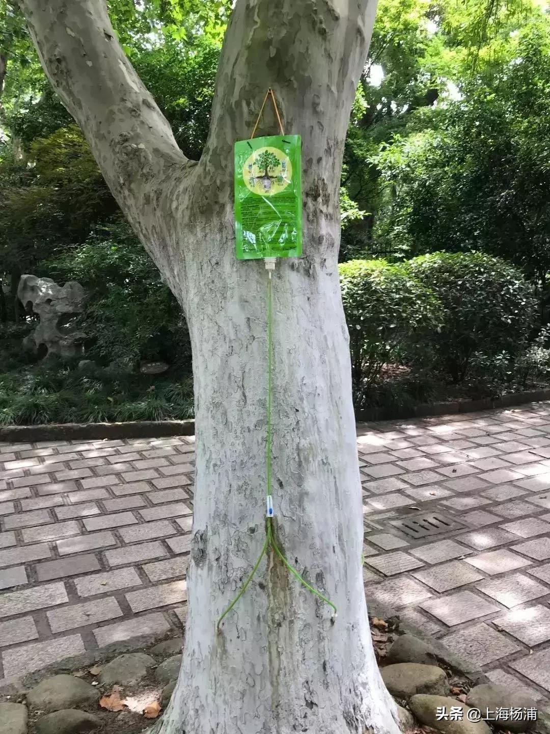 好稀奇,上海杨浦公园近况