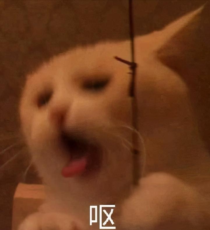 猫咪呕吐突然不亲近人,突然猫咪浑身发抖呕吐粉色物