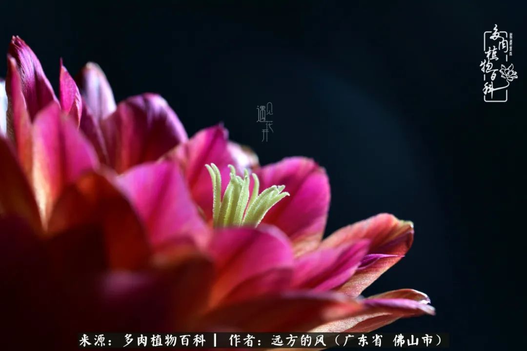 那些花儿在每个角落静静为你开着,那些花儿在每个角落静静地绽放