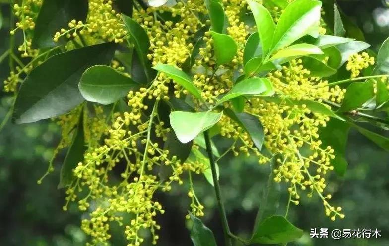 黄珠兰和白珠兰的区别,白珠兰和黄珠兰的区别