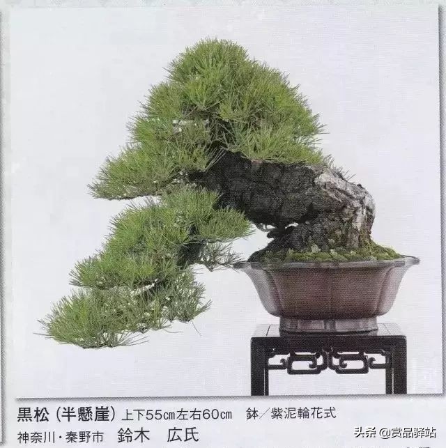 黑松盆景寓意 (黑松盆景风水)