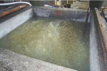 白血病吃了甲醛粉条,一家三口被查出白血病