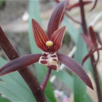 金嘴墨兰的根都空心了怎么办,金边墨兰和金嘴的区别图片