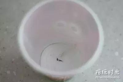 小朋友纸杯新玩法,发现更多有趣纸杯新玩法