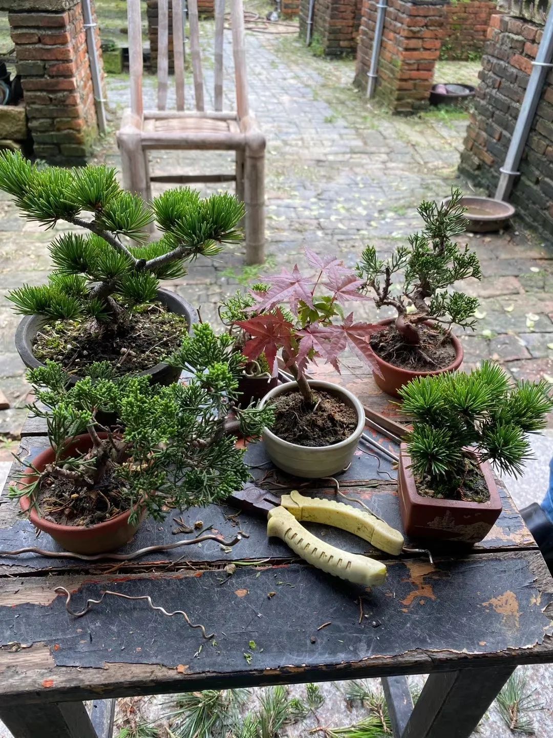 修剪的目的是什么,修剪是为了更好的生长