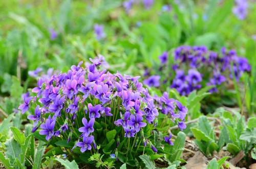 钃濈传鑹茬殑鑺辨湁鍑犵,10绉嶈秴缇庣殑娴呯传鑹茶姳