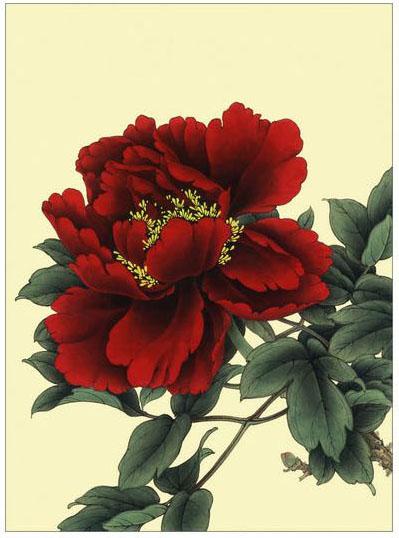 工笔牡丹勾线画法,工笔牡丹十二品设色步骤