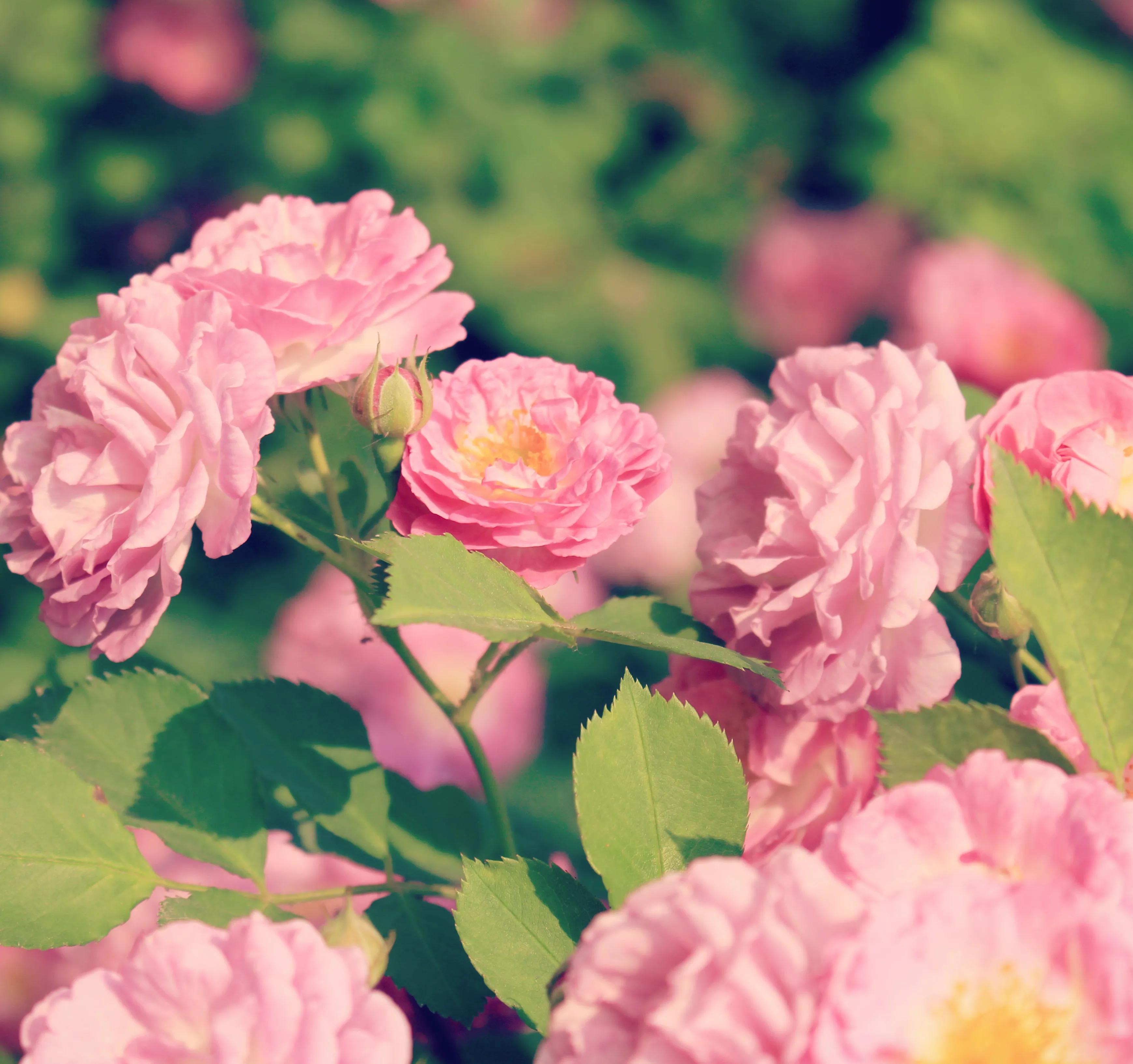 为何蔷薇带刺？看蔷薇姑娘如何智斗沈虎？