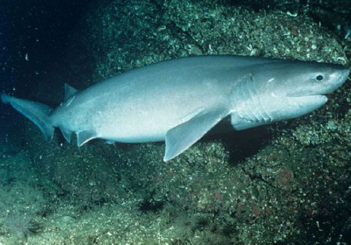 鲨鱼的种类及名称视频,鲨鱼的种类和生活习性