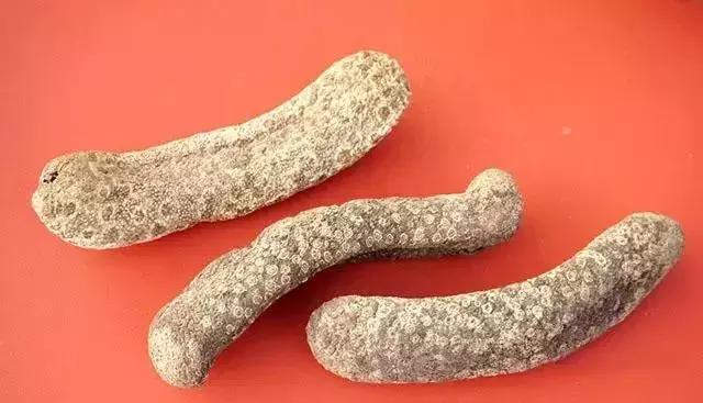 海参物种科普,海参100种图片