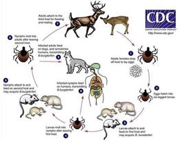 金斯瑞传染病系列视频,金斯瑞新冠试剂