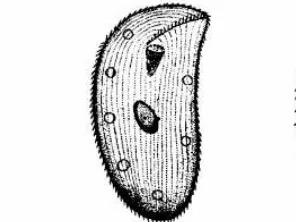 污泥镜检操作方法,污泥检测项目及标准有哪些呢