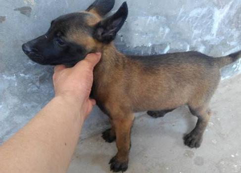 马犬是最成功的犬种,什么品相的马犬才算是好马犬