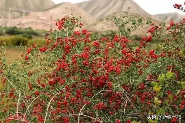 荒漠中有哪些能吃的植物,南疆常见的野生植物