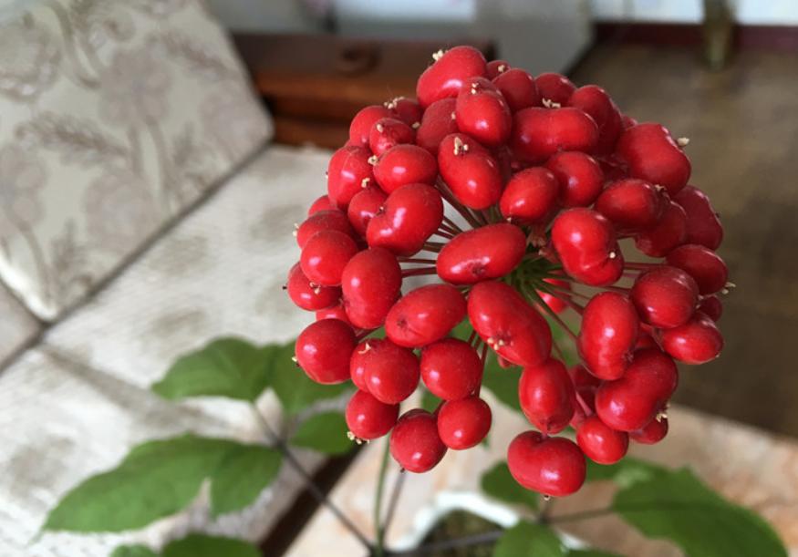 人参盆栽教程,人参如何盆栽