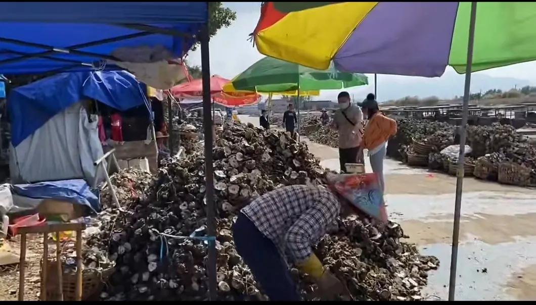 阳西是一个真正的土“蚝”村