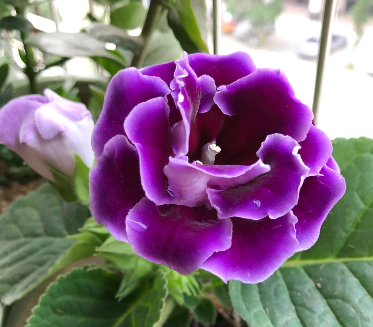 好养的盆栽花卉排名前十,盆栽花比较好养的有哪些