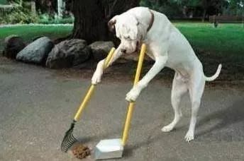 怎么消除家里宠物狗的异味,狗狗细菌多怎么消灭