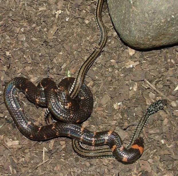 每天认识一条鱼,每天认识一种狗