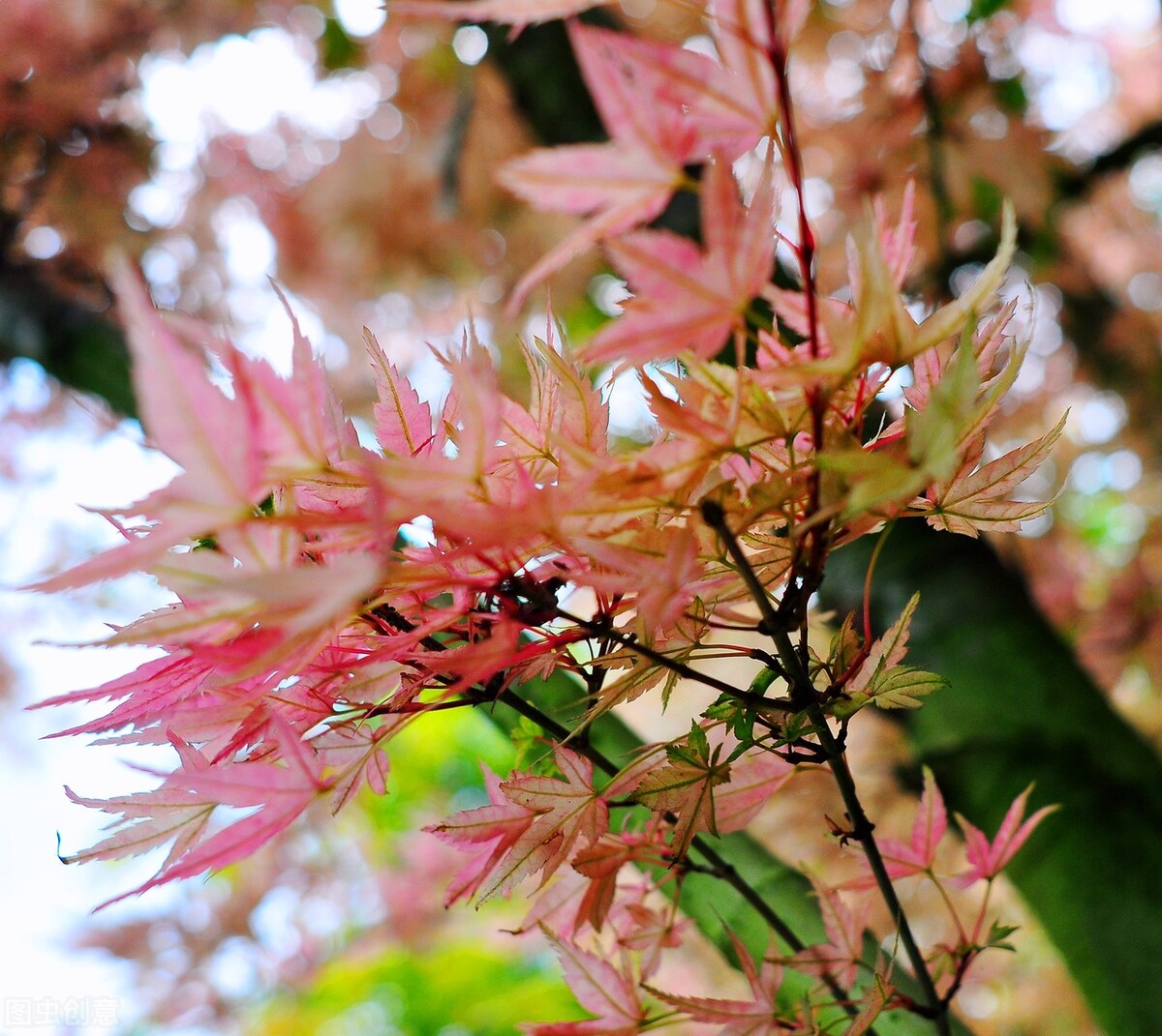院子里有一片空地适合种什么,院子里有块空地种什么菜