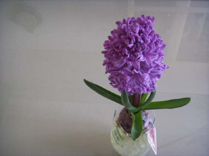 水养风信子如何快速长大,风信子怎样水养才能开花