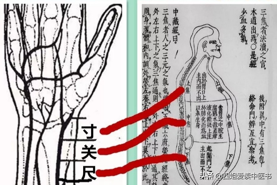 伤寒杂病论每日一学,中医伤寒论科普视频