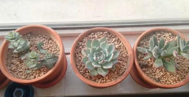 多肉养殖知识,多肉植物养护养花小知识