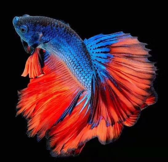 菠萝鱼观赏鱼和斗鱼混养,斗鱼要满足什么条件才混养