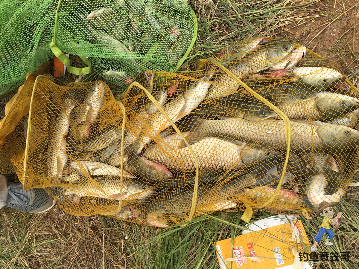 野钓鲫鱼爆护,野钓怎么提高鱼获呢