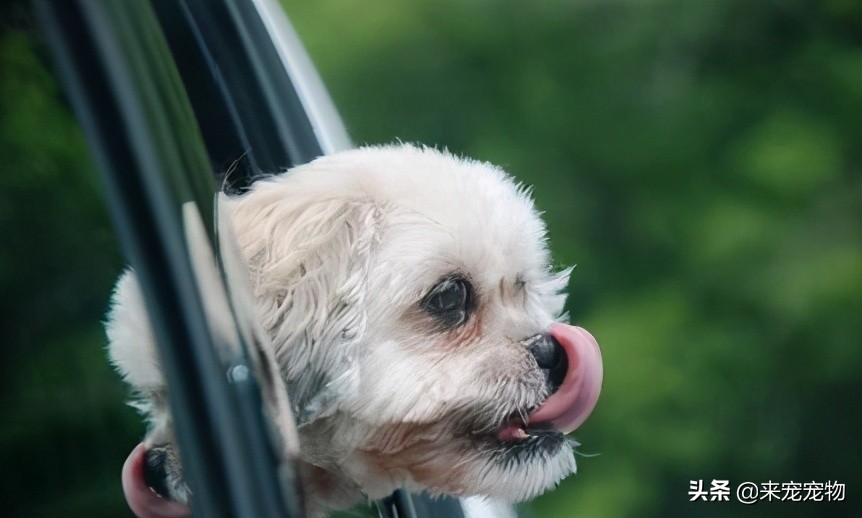 得了狗瘟鼻头是湿的,得狗瘟的狗狗鼻头白了一小块