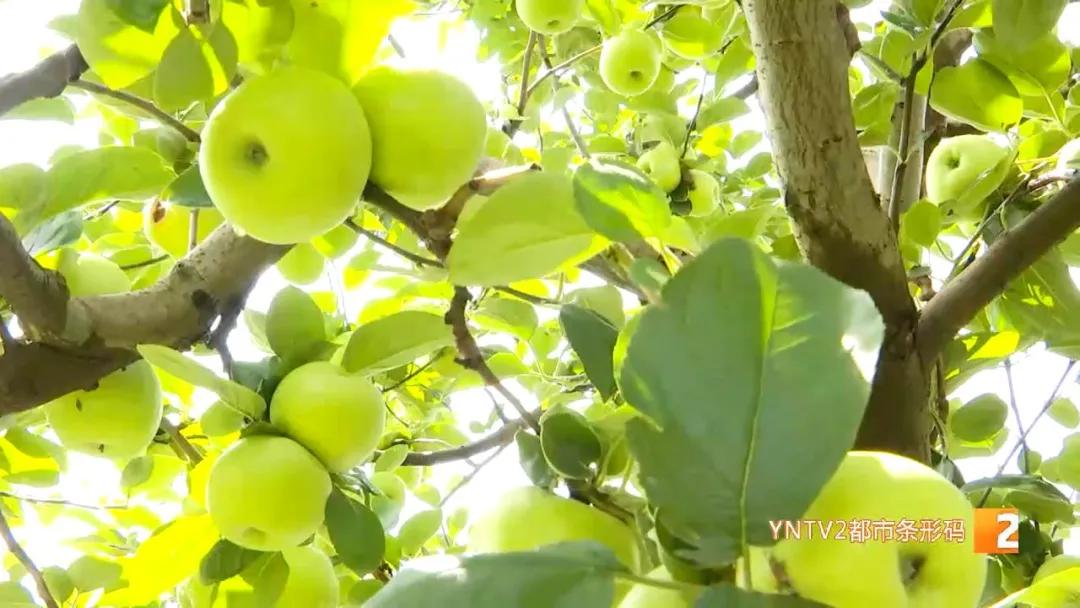 团结乡的苹果熟了么,团结乡田冲苹果熟了