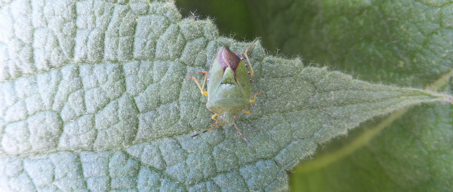 农村说有钱人吃鹿茸，没钱人吃屁巴虫，屁巴虫到底是什么？
