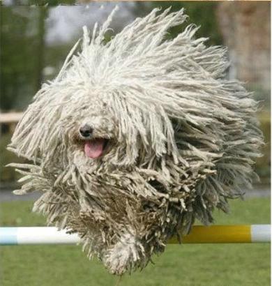 全世界100种名贵狗,世界上46多种名狗图文说明