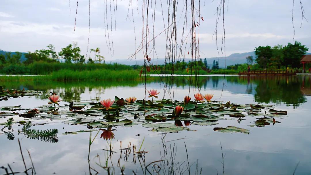 睡莲清心寡欲图片,睡莲夏日清欢
