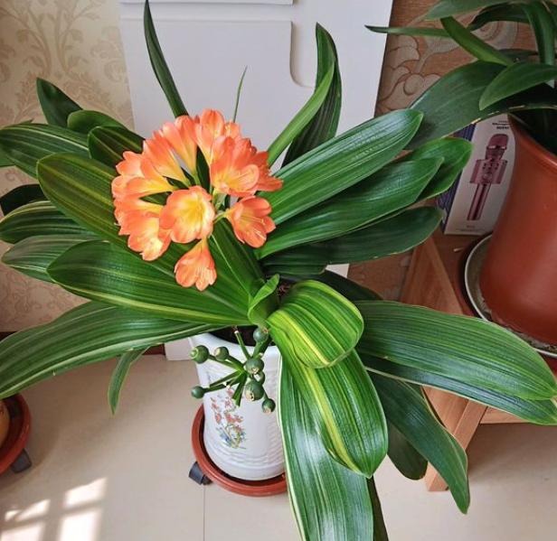 养君子兰的方法怎样管理才能开花,养君子兰做到勤观察生长更旺更壮