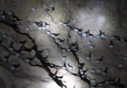 燕窝真假用什么方法鉴别,燕窝真假鉴别方法